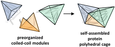 Graphical abstract: Preorganized cyclic modules facilitate the self-assembly of protein nanostructures