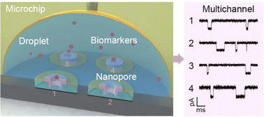 Graphical abstract: High-throughput single biomarker identification using droplet nanopore