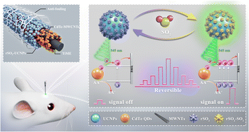 Graphical abstract: A reversible photoelectrochemical microsensor for dynamically monitoring sulfur dioxide in the epileptic brain