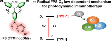 Graphical abstract: Fine-tuning of stable organic free-radical photosensitizers for photodynamic immunotherapy