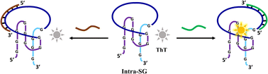 Graphical abstract: Topological effect of an intramolecular split G-quadruplex on thioflavin T binding and fluorescence light-up