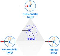 Graphical abstract: Boryls, their compounds and reactivity: a structure and bonding perspective
