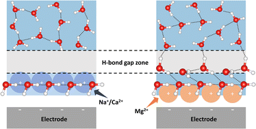 Graphical abstract: Tuning hydrogen bond network connectivity in the electric double layer with cations