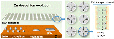Graphical abstract: In situ Nafion-nanofilm oriented (002) Zn electrodeposition for long-term zinc-ion batteries