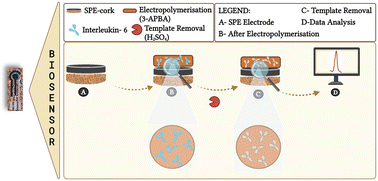 Graphical abstract: A cork based substrate coupled with artificial antibodies for point-of-care detection of pro-inflammatory cytokine biomarkers