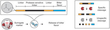 Graphical abstract: The development of matrix-metalloproteinase responsive sensors for the machine-independent detection of oral inflammation