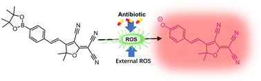 Graphical abstract: Repurposing a long-wavelength fluorescent boronate probe for the detection of reactive oxygen species (ROS) in bacteria