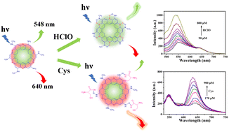 Graphical abstract: A fluorescence “turn-on” probe for the respective ratiometric detection of hypochlorite and cysteine