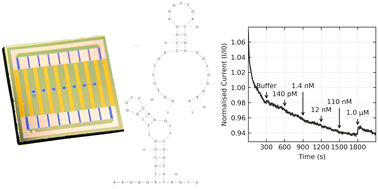 Graphical abstract: A comparison between oestradiol aptamers as receptors in CNT FET biosensors