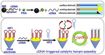 Graphical abstract: A nucleic acid-based magnetic potentiometric aptasensing platform for indirect detection of prostate-specific antigen with catalytic hairpin assembly