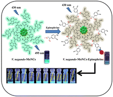 Graphical abstract: Synthesis of molybdenum nanoclusters from Vitex negundo leaves for sensing epinephrine in a pharmaceutical composition