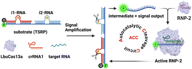 Graphical abstract: Target-triggered CRISPR–Cas13a autocatalysis-driven amplification strategy for one-step detection of circadian clock gene