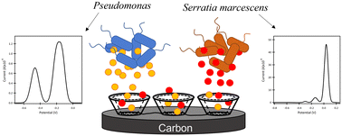 Graphical abstract: Rapid fingerprinting of bacterial species using nanocavities created on screen-printed electrodes modified by β-cyclodextrin