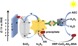 Graphical abstract: Photoelectrochemical immunoassay of alpha-fetoprotein based on a SnO2/In2S3 heterojunction and an enzyme-catalyzed precipitation strategy