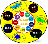 Graphical abstract: An overview of Schiff base-based fluorescent turn-on probes: a potential candidate for tracking live cell imaging of biologically active metal ions