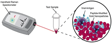 Graphical abstract: From the lab to the field: handheld surface enhanced Raman spectroscopy (SERS) detection of viral proteins