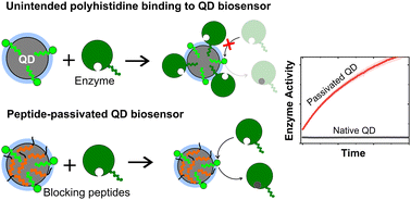 Graphical abstract: Passivating quantum dots against histag-displaying enzymes using blocking peptides: salient considerations for self-assembling quantum dot biosensors