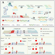 Graphical abstract: Simultaneous on-site visual identification of norovirus GI and GII genogroups with point-of-care molecular lateral flow strip