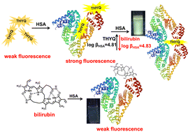 Graphical abstract: Efficient detection of bilirubin in human serum through a displacement approach