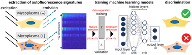 Graphical abstract: Discrimination of mycoplasma infection using machine learning models trained on autofluorescence signatures of host cells