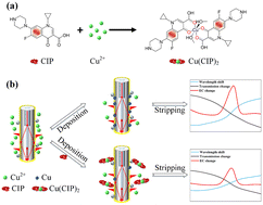 Graphical abstract: Optical & electrochemical fiber-optic sensor: in situ detection of antibiotics with fM detection limit