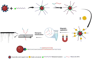 Graphical abstract: Highly sensitive solid-state nanopore aptasensor based on target-induced strand displacement for okadaic acid detection from shellfish samples