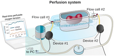 Graphical abstract: Versatile, in-line optical oxygen tension sensors for continuous monitoring during ex vivo kidney perfusion