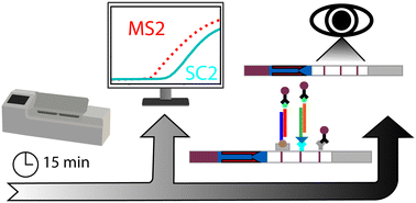 Graphical abstract: SARS-CoV-2 recombinase polymerase amplification assay with lateral flow readout and duplexed full process internal control