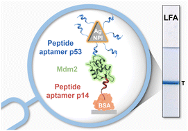 Graphical abstract: Development of a peptide-based lateral flow assay for the detection of the cancer biomarker Mdm2