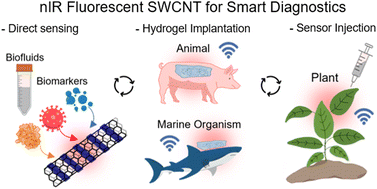 Graphical abstract: A nIR fluorescent single walled carbon nanotube sensor for broad-spectrum diagnostics