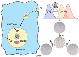 Graphical abstract: Spectrally separated dual functional fluorescent nanosensors for subcellular lysosomal detection of hypochlorous acid and chloride