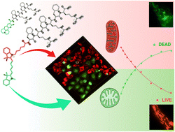 Graphical abstract: Unveiling cellular vitality: peptide fluorescent probes illuminate mitochondrial dynamics and ROS activity