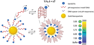 Graphical abstract: pH-responsive i-motif-conjugated nanoparticles for MRI analysis