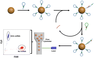 Graphical abstract: Bead-enriched catalyzed hairpin assembly for the flow cytometric detection of microRNA via FRET signal readout