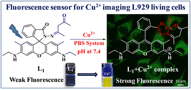 Graphical abstract: Synthesis and characterization of a rhodamine derivative as a selective switch-on fluorescent sensor for Cu2+ ions in aqueous PBS buffer and living cells