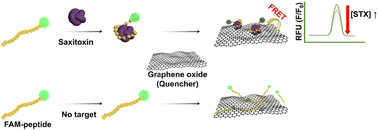 Graphical abstract: Development of fluorometric detection for saxitoxin with its specific binding peptide