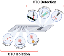 Graphical abstract: The integrated on-chip isolation and detection of circulating tumour cells