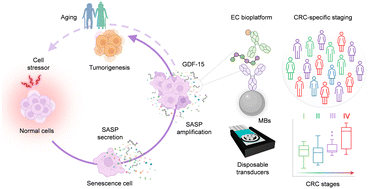 Graphical abstract: Magneto-controlled electrochemical immunosensing platform to assess the senescence-associated GDF-15 marker in colorectal cancer