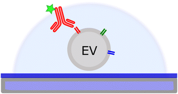 Graphical abstract: Extracellular vesicle analysis in supramolecular 3D hydrogels: a proof-of-concept