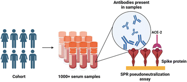 Graphical abstract: Large-scale validation of a plasmonic sensor for SARS-CoV-2 pseudo-neutralization with a cohort of food and retail workers