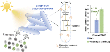 Graphical abstract: Unassisted stimulation of autotrophic ethanol bioproduction by visible light