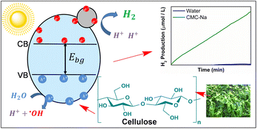 Graphical abstract: Cellulose as sacrificial agents for enhanced photoactivated hydrogen production