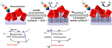 Graphical abstract: Enhanced electron collection in a particulate LaTiO2N photoanode assembled with an inserted ZnO nanorod array for photoelectrochemical water oxidation