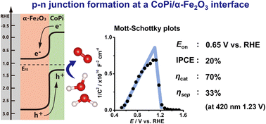 Graphical abstract: p–n junction formation between CoPi and α-Fe2O3 layers enhanced photo-charge separation and catalytic efficiencies for efficient visible-light-driven water oxidation
