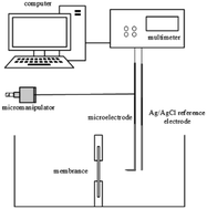 Graphical abstract: Direct measurement of boundary layer thickness on ion-exchange membrane surfaces during reverse electrodialysis