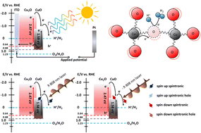 Graphical abstract: Spintronic filter via p-typed polaron state in photoelectron conversion integrating devices