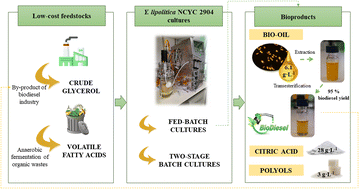 Graphical abstract: From crude glycerol and volatile fatty acids to biodiesel and other bioproducts using Yarrowia lipolytica NCYC 2904 as a cell factory