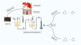 Graphical abstract: On the understanding of bio-oil formation from the hydrothermal liquefaction of organosolv lignin isolated from softwood and hardwood sawdust