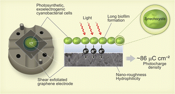 Graphical abstract: Graphene and graphene–cellulose nanocrystal composite films for sustainable anodes in biophotovoltaic devices