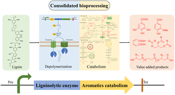Graphical abstract: Perspectives and advances in consolidated bioprocessing strategies for lignin valorization